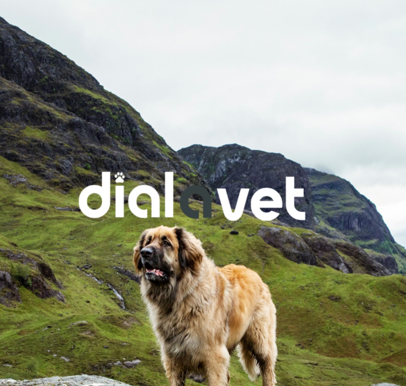 Is Dial A Vet the Top Choice for Online Vet Care?