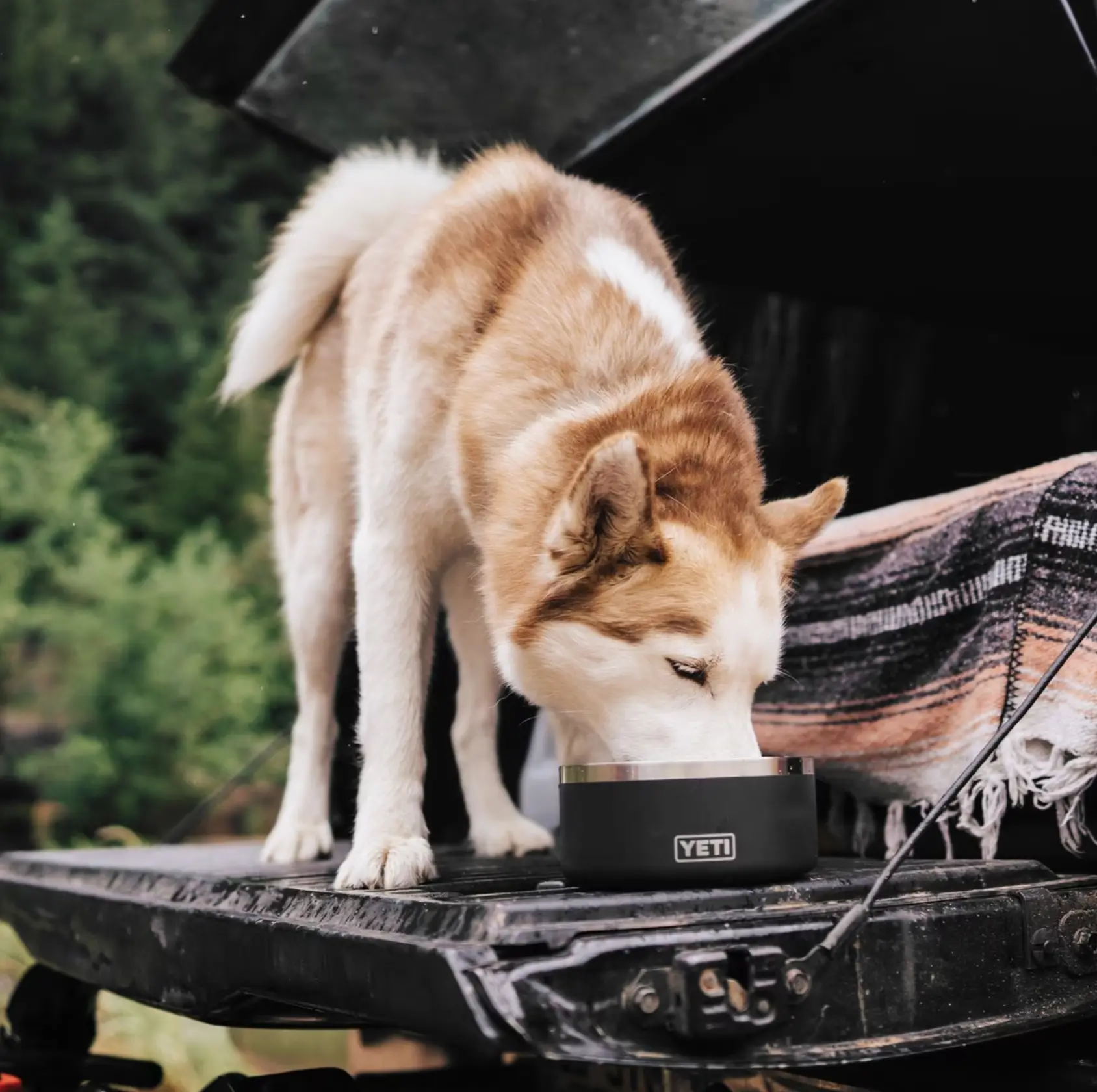 Husky eating from a black YETI Boomer dog bowl on the tailgate of a truck