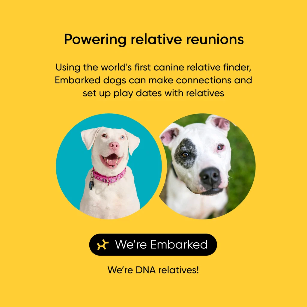 Two white dogs identified as DNA relatives through Embark's canine relative finder
